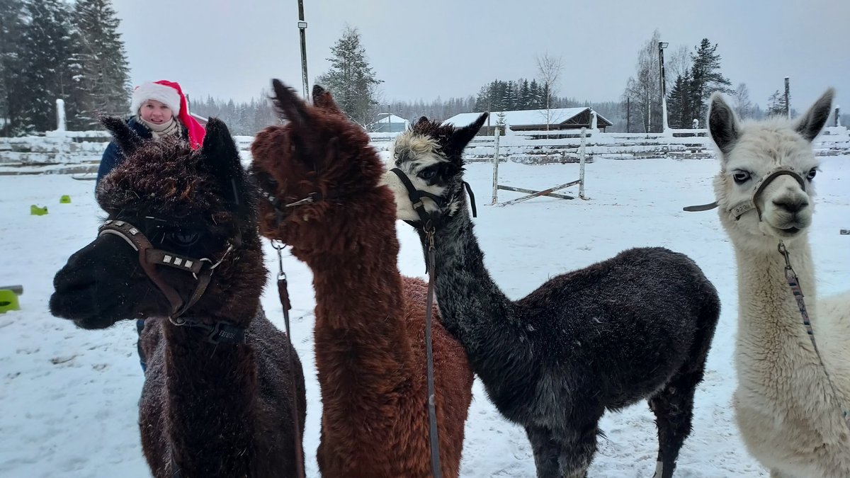 SatuHujanen's tweet photo. Alpakka-agilityä sunnuntain ratoksi.
#hietaniemiranch #alpakka https://t.co/StrAsLCoot