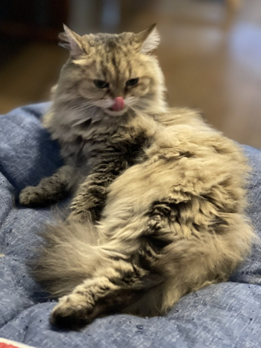 #life with cat #ねこのいる暮らし