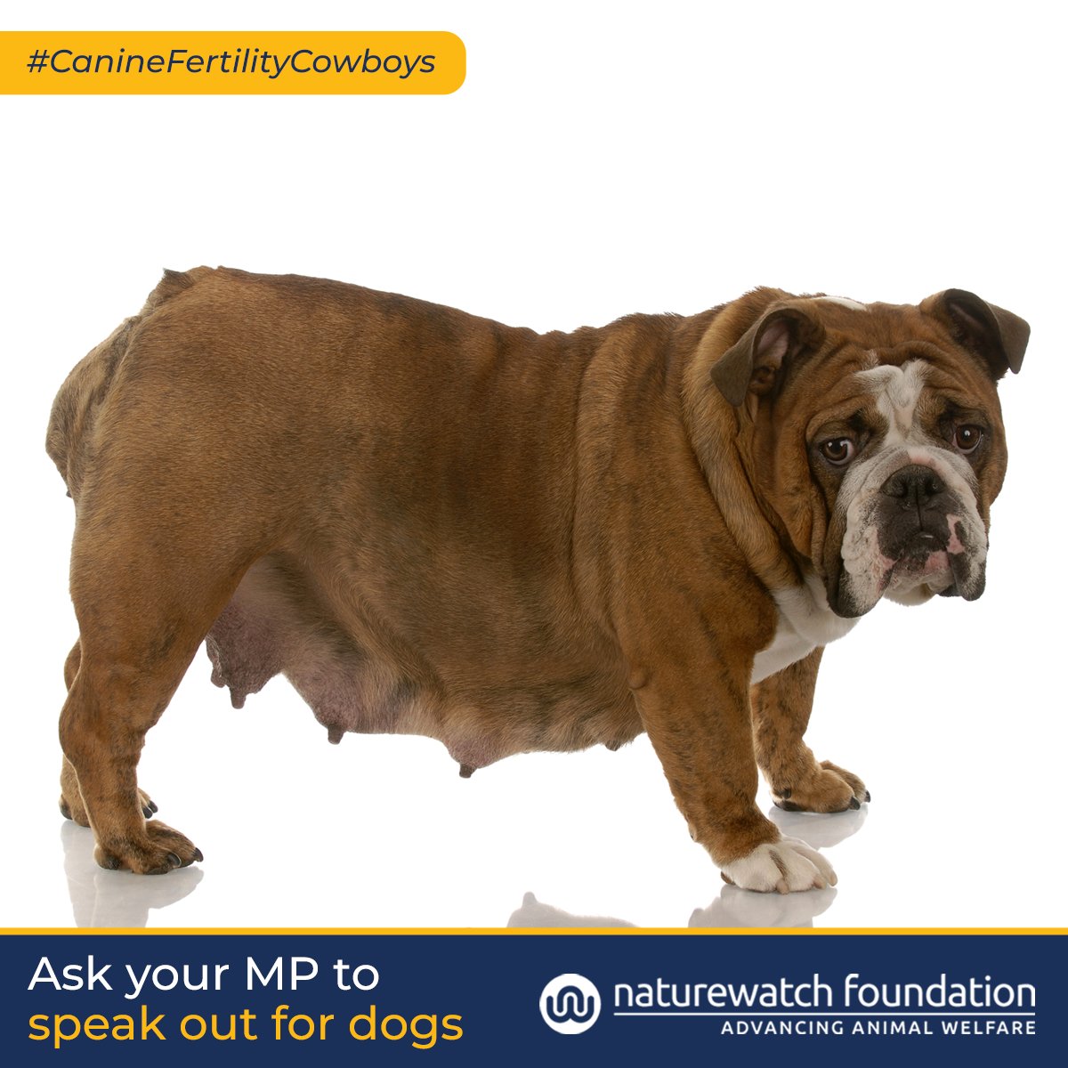 Look at her. What do you see? Someone or something? Your friend, or your own personal cash machine?

#CanineFertilityCowboys see the latter. Dogs are NOT a resource to be exploited.

Take action against backstreet breeding clinics:
action.naturewatch.org/ask-your-mp-sp…

#CanineFertilityClinics