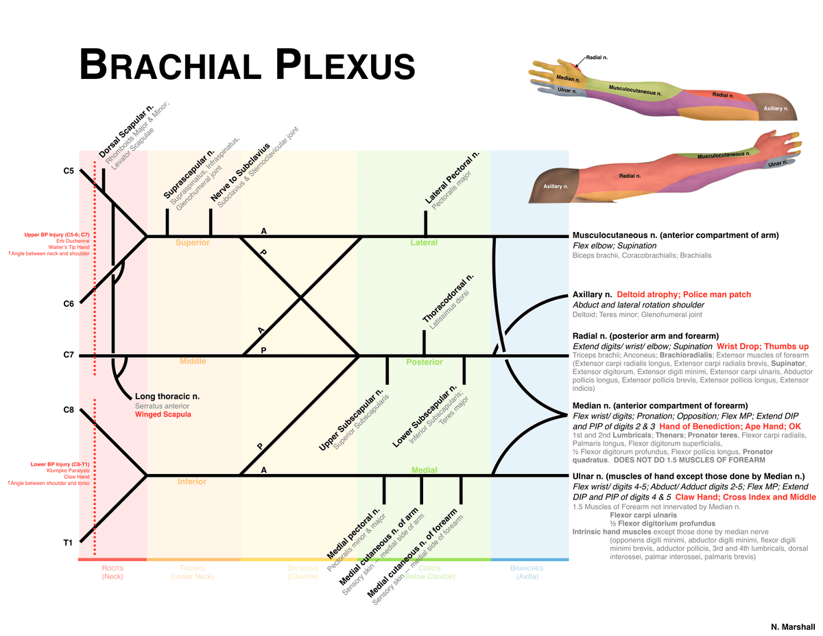 HealthNotes.jpg on Twitter "Brachial Plexus & Some Clinical Correlations"