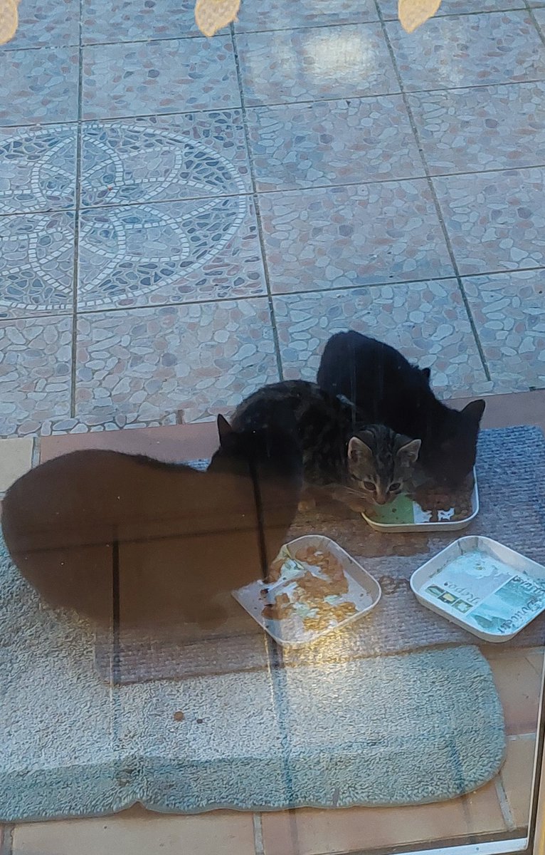 Klaus Nieder tweet media