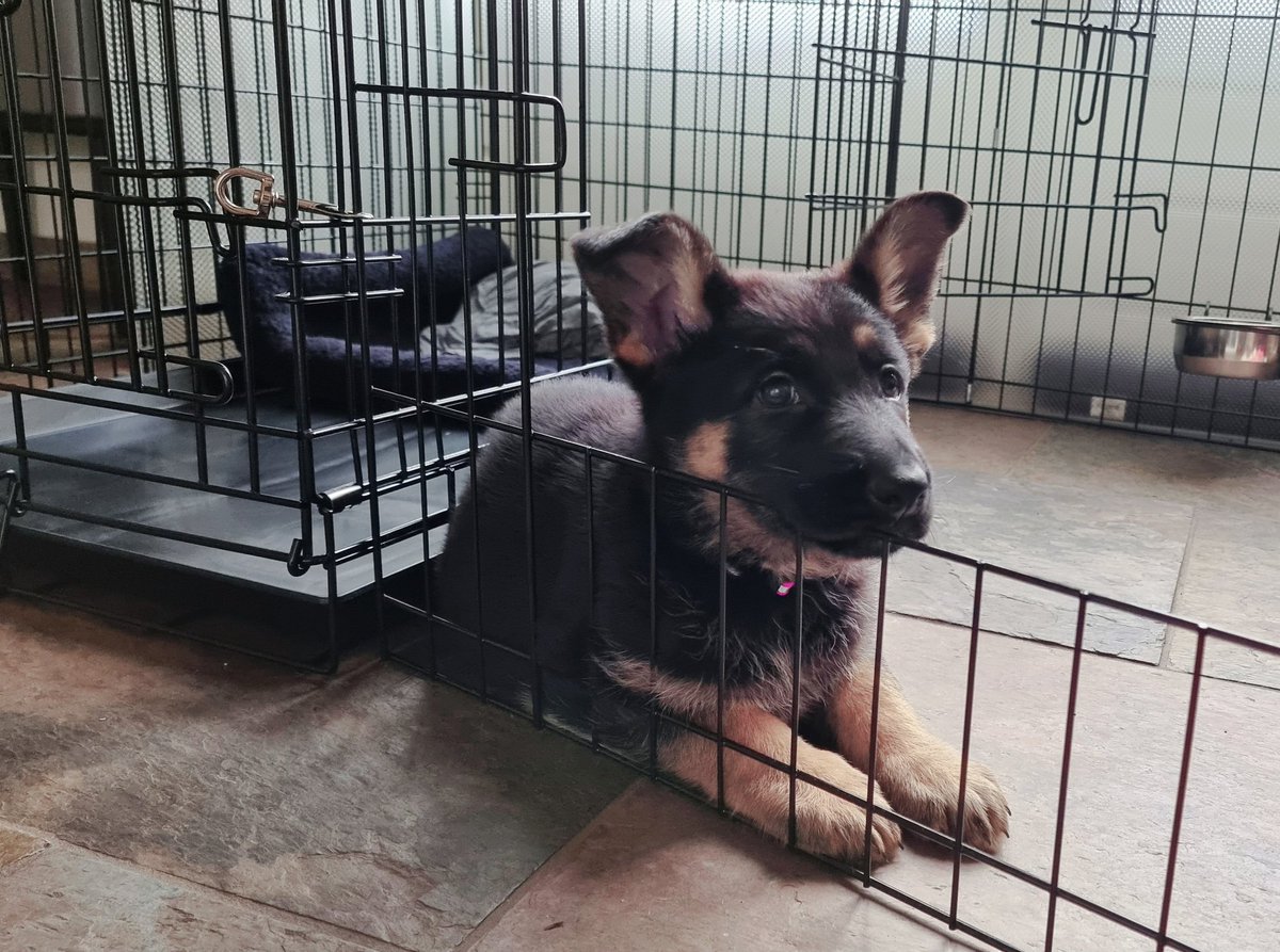 Raymond Hendrix tweet media