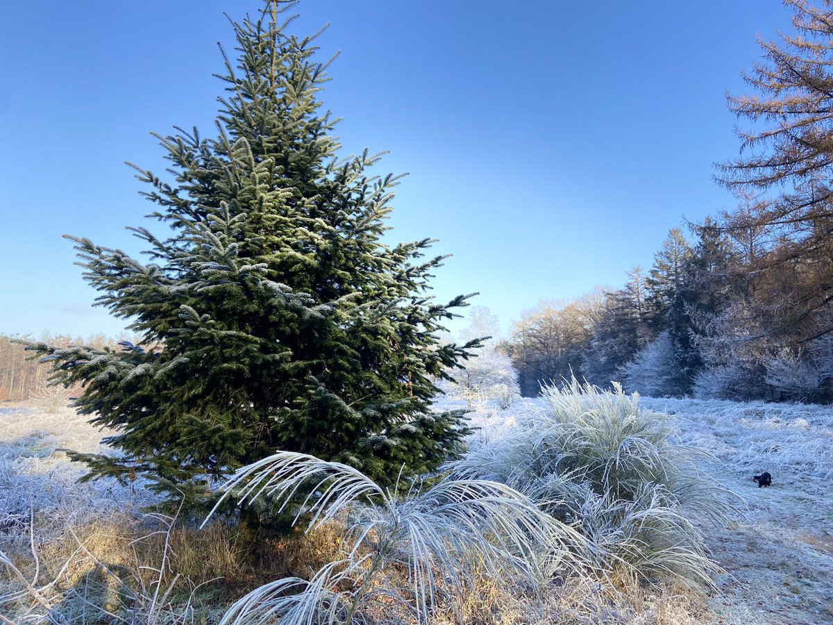 Hoe krachtig staat deze boom in het geheel. 

Dat zwarte stipje is een teckel 😉