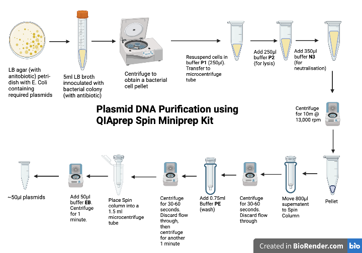 SnipSnipDNA's tweet photo. Workflow of mini-prep process using @QIAGEN kit and reagents. used to extract and purify plasmids from E.Coli bacteria. The plasmids are then used in upstream workflows like #transfection of cells.
#miniprep #Biotechnology #cellbiology #dnascience #dna #geneediting #crispr https://t.co/DXQQ65KsC1