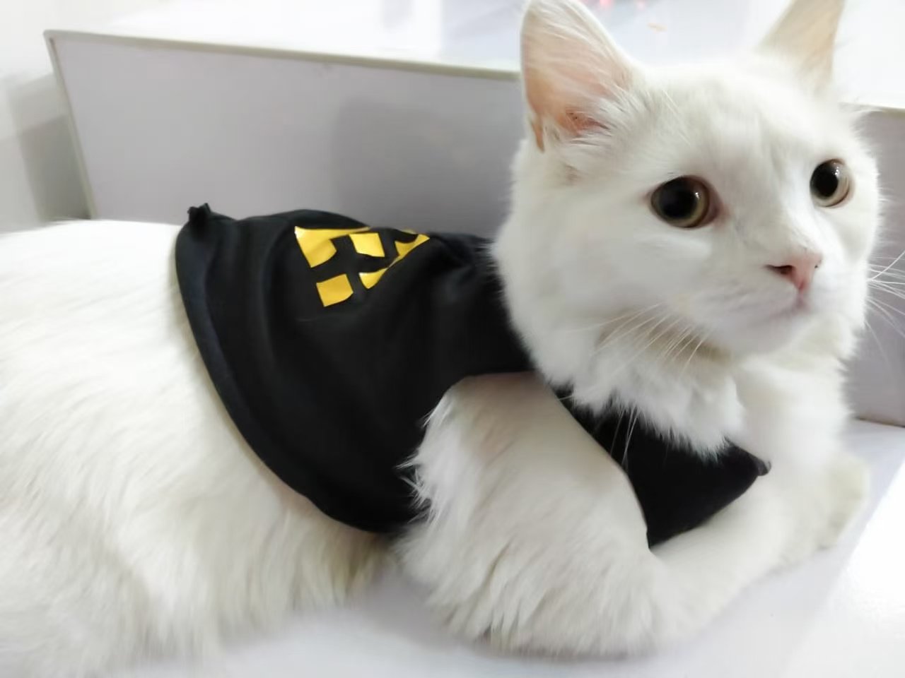 CAT LA LA LA on Twitter "binance Cat_CAT_Token I have Binance Cat