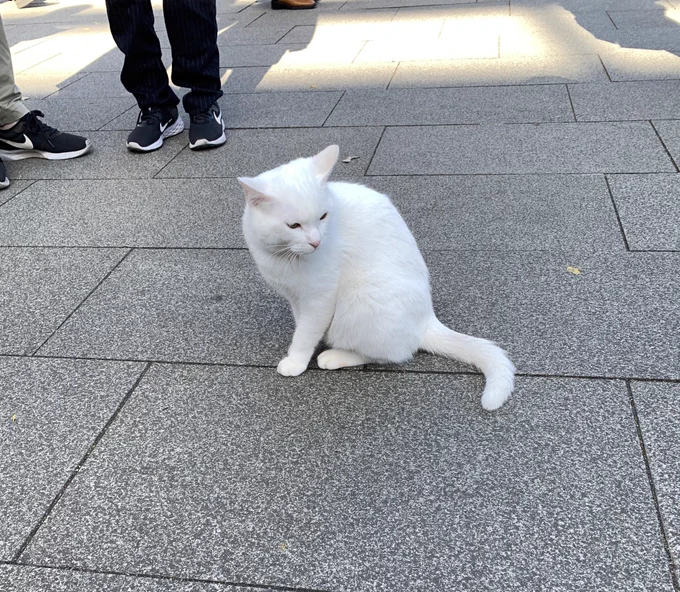 昼間はとんギャルと上野動物園行ってきたぞいめちゃ楽しかった 