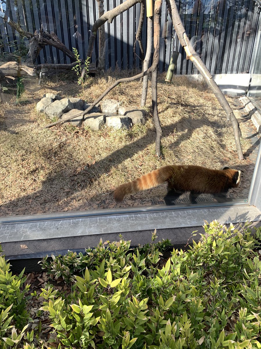 昼間はとんギャルと上野動物園行ってきたぞい
めちゃ楽しかった 