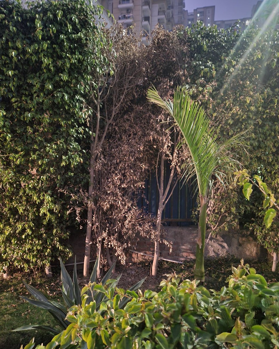 75Issues's tweet image. @noida_authority  Second Society Shop built near ExitGate of ApexAthena Sector75 a Nghtmare for Residents once RESTAURANT starts operating on 23/12/22
@CeoNoida is this not misuse of Society Shops?
Grown up Ficus Trees Uprooted Without Pemission @UpforestUp
#MISUSE SOCIETY SHOPS