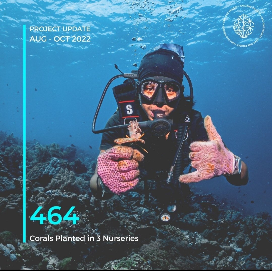 Team's been busy planting 464 corals but also we did our first coral cookie transplantation! 🔥
#Nature #Coral #SavetheReefs