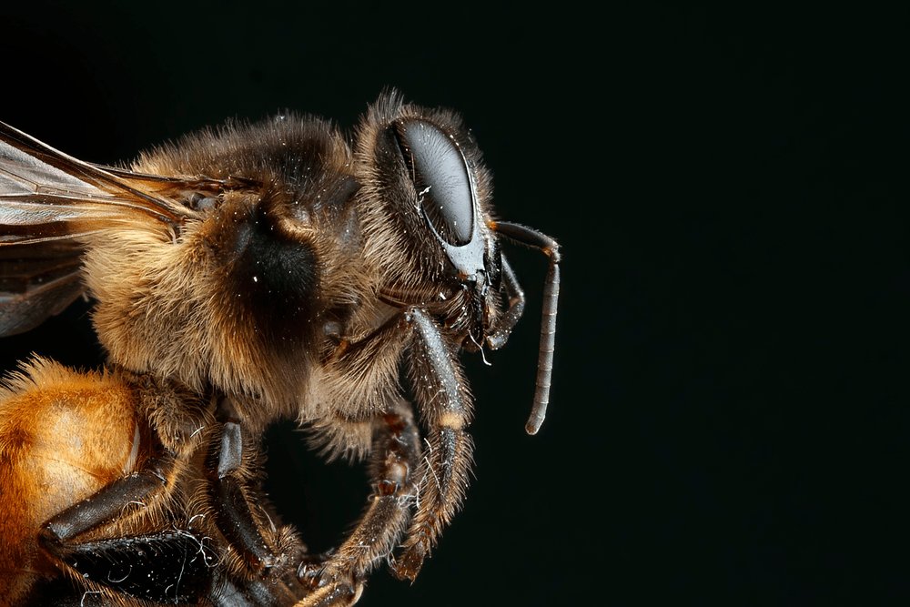 Amruthavm96's tweet photo. Good Eve fam🥰
How often do you get to see these guys up this close? 
Do share your macro shots. 
lets make it seen😁
😜
4/9 Left
0.15eth
https://t.co/FydayZRzQk
#NFTs 
#macronft 
@MacroHour 
@MacroPhotosNFTs https://t.co/nx8D7YWq0H