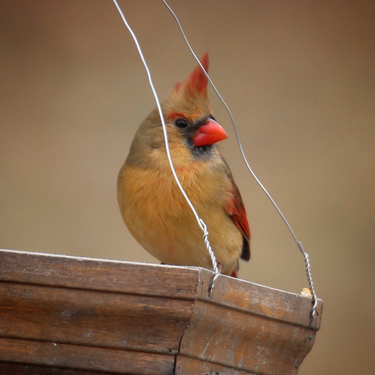 Mrs. Cardinal looks absolutely stunning today!
#mrscardinal #cardinal #cardinals #femalecardinal #ohiobirdworld #ohiobirdlovers #ohiobirding #ohiobirdlife #beavercreekohio #beavercreek #beavercreekbirding