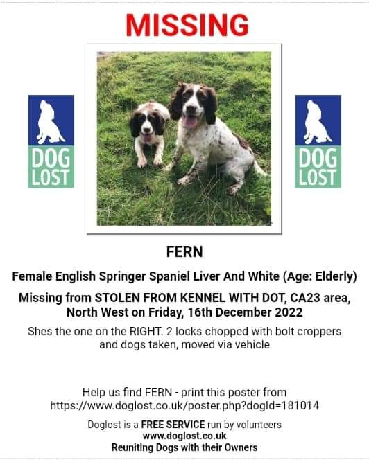 STOLEN Dot and Fern,liver and white springers stolen from Cleator Moor #Cumbria