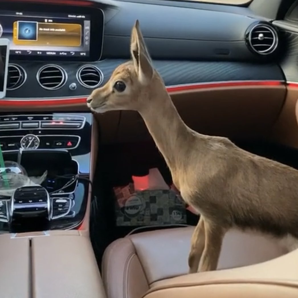 ㅤㅤㅤㅤ

͏ 

͏اهم شي م ينحني راسٍ يحب الارتفآع
ولاترتخي نفسٍ على درب العلا طبعتهآ