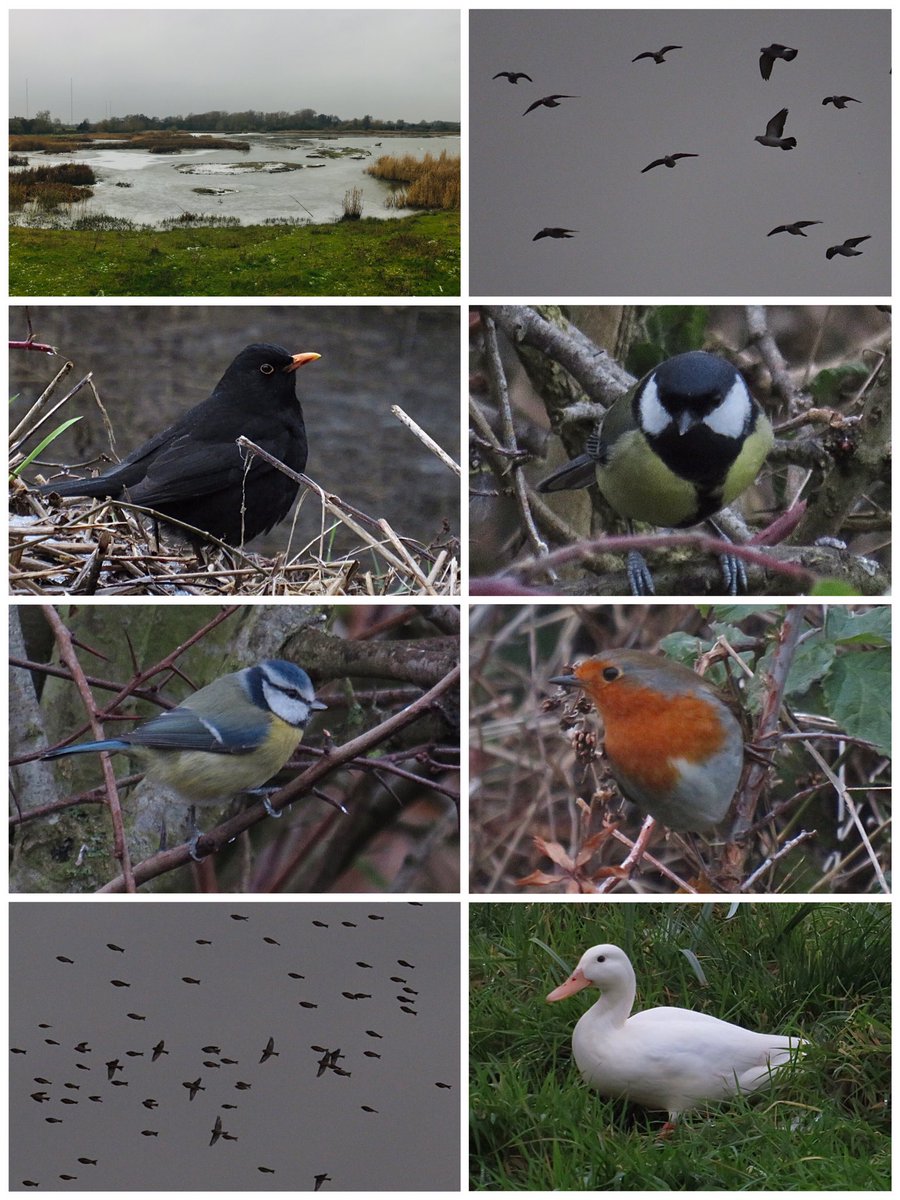 CurlewCrazy's tweet photo. Day #351 of #LocalBigYear #BirdwatchExtra; a very cold 🥶 afternoon at #uptonwarren’s Moors; nice to see @BirdsByStiofan; @WorcsWT @Natures_Voice @RSPBEngland @WestMidBirdClub @RSPBbirders @BTO_Worcs @upstarts1979 @WorcsBirding @_BTO https://t.co/4PGSPEQTuI