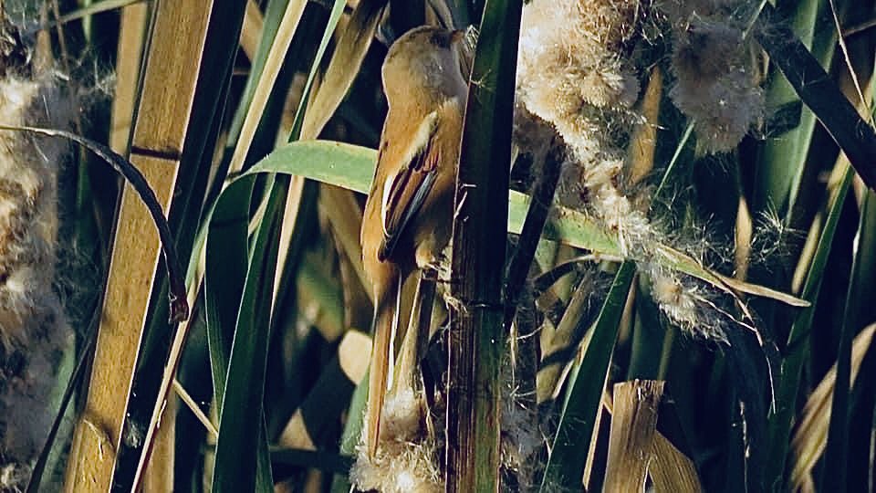 CurlewCrazy's tweet photo. Day #351 of #LocalBigYear #BirdwatchExtra; shot of the day is the Bearded Reedling/Tit at a very cold Water Rail hide at #uptonwarren @WorcsWT @Natures_Voice @RSPBEngland @WestMidBirdClub @RSPBbirders @BTO_Worcs @upstarts1979 @WorcsBirding @_BTO #beardedreedling #beardedtit https://t.co/pv6uNBrhjr