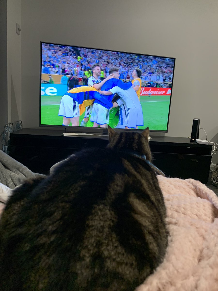 TexansToogie's tweet photo. Glad I woke up for the penalties. #Messi𓃵 #Argentina #WorldCup #CatsOfTwitter 😸 https://t.co/QUa0gXvh60