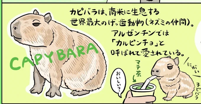 メッシおめでとう…アルゼンチンおめでとう…カルピンチョ、おめでとう……!! 