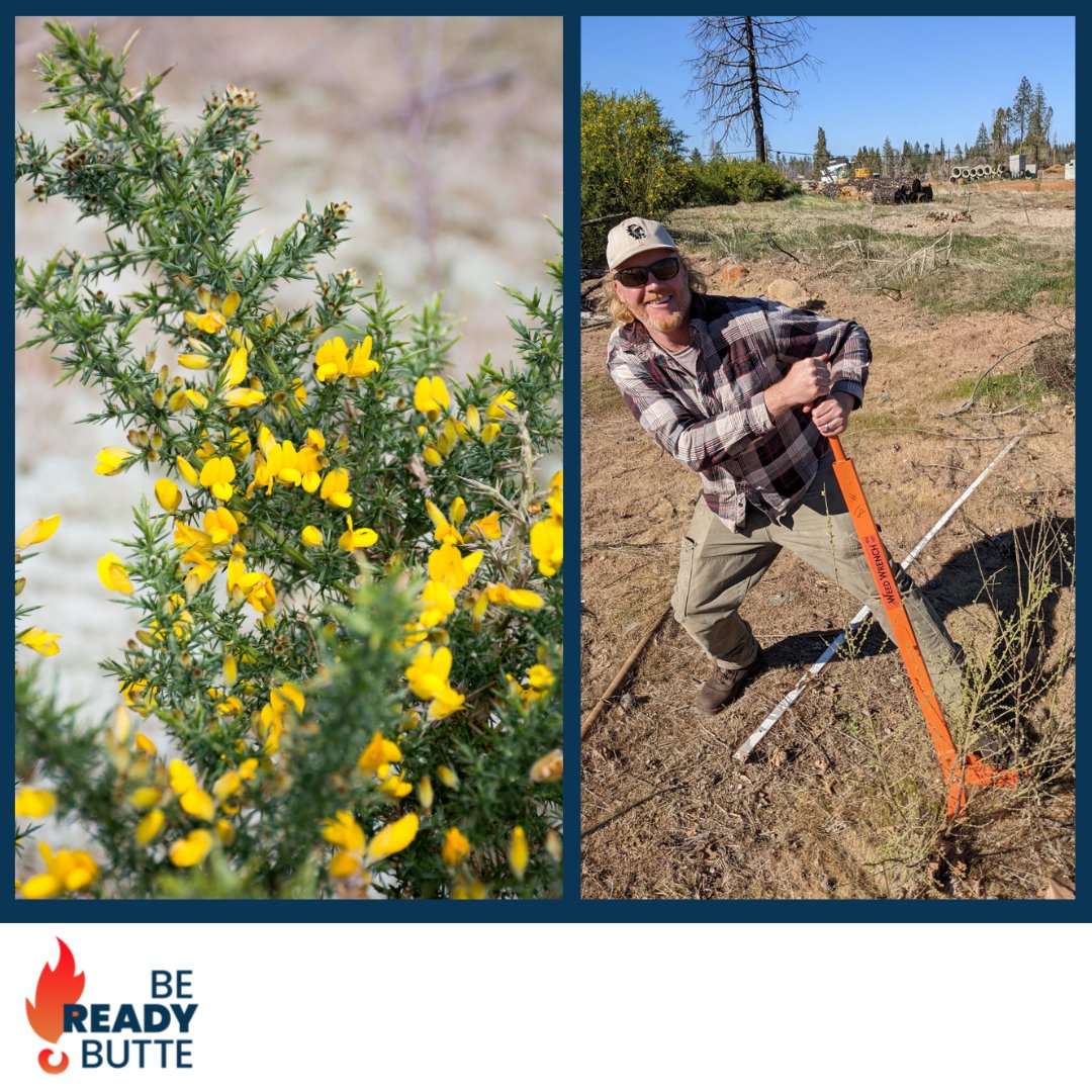 bereadybutte's tweet photo. Doom the Broom! Scotch Broom is invasive, choking out native species. Cut it before it blooms with @ButteFireSafe's Weed Wrench program. Borrow one today and create your own defensible space! https://t.co/x1AOUmurzv
#BeReadyButte #BCFSC #cutbroominbloom https://t.co/4ZuNB7TmIp