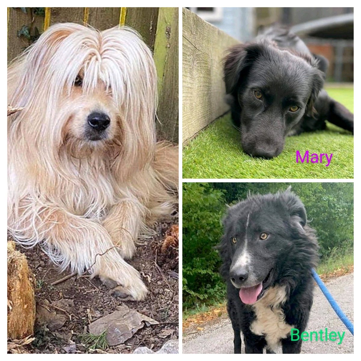 SCDRFundraisers's tweet photo. Our "invisible" dogs, in kennels for far too long. Do you see them? Rea 💖 Hobbs 💙 Crystal 💖 Archie 💙 Mary 💖Bentley 💙 Jack 💙 Liza 💖 Timmy 💙 ? If you see them, please comment or PM me for more info on fostering with Second Chance 🙏

https://t.co/lttJTpXerH https://t.co/flygmiCWmU
