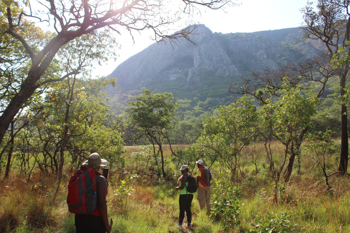 mwilaadventure's tweet image. Climb Zambia's tallest free-standing mountain with us. 

Dates: 28th April -1st May 2023
Packages: K3000 Self-drive | K4500 Transport Inclusive. 

For more info &amp;amp; booking WhatsApp: 0978605825 / 0977713901 or visit: mwilaadventure.com/our-tours/moun…

#Superbzambia #VisitZambia