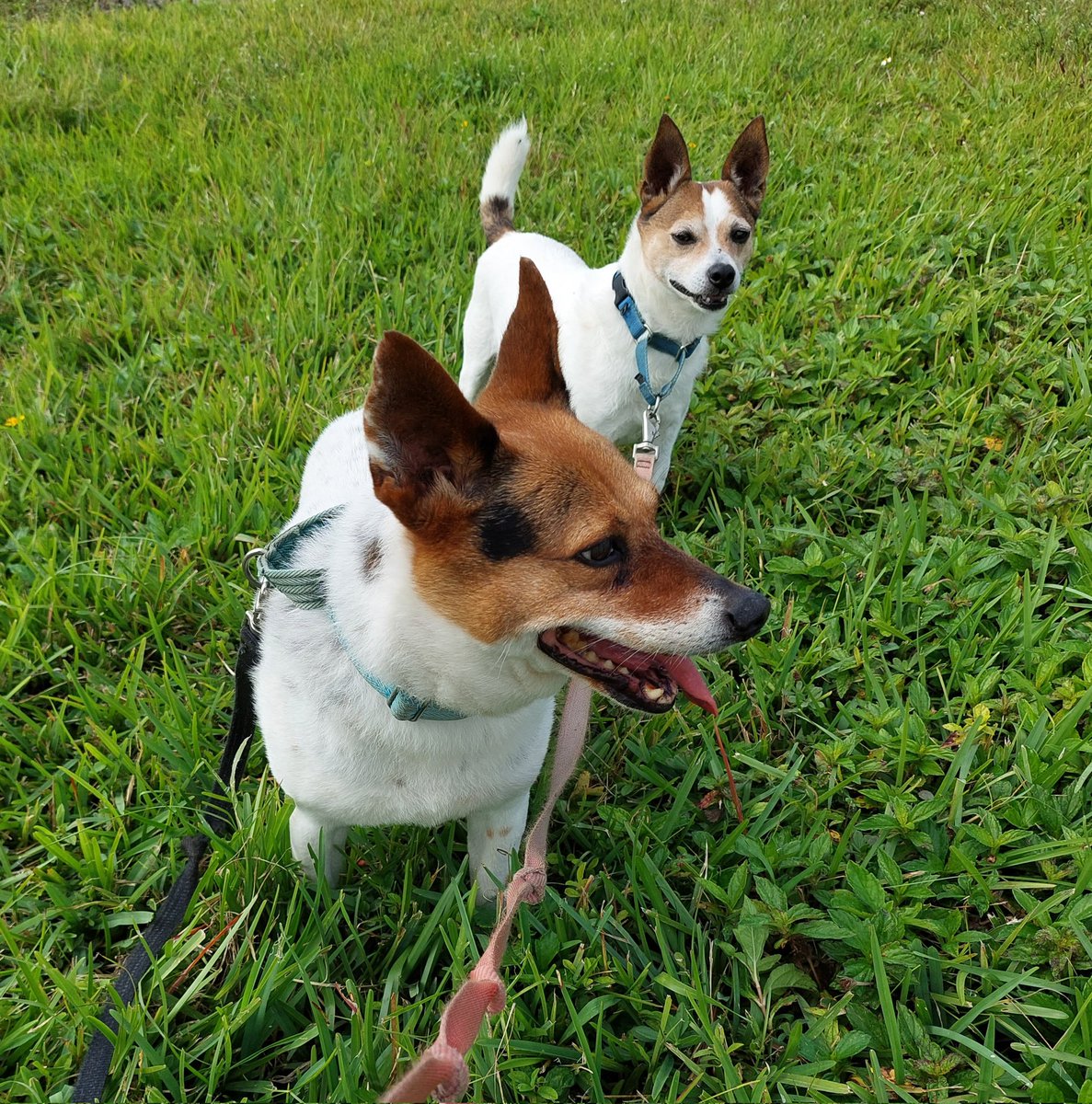 JPorkchop's tweet photo. We took a nice walk by the canal! #dogsoftwitter #canaldogs #dogs https://t.co/EQCpIYJ7wt