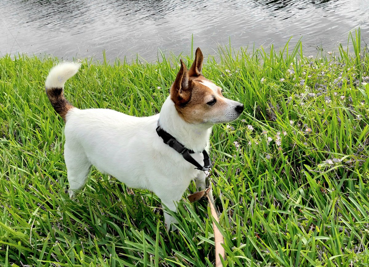 JPorkchop's tweet photo. We took a nice walk by the canal! #dogsoftwitter #canaldogs #dogs https://t.co/EQCpIYJ7wt