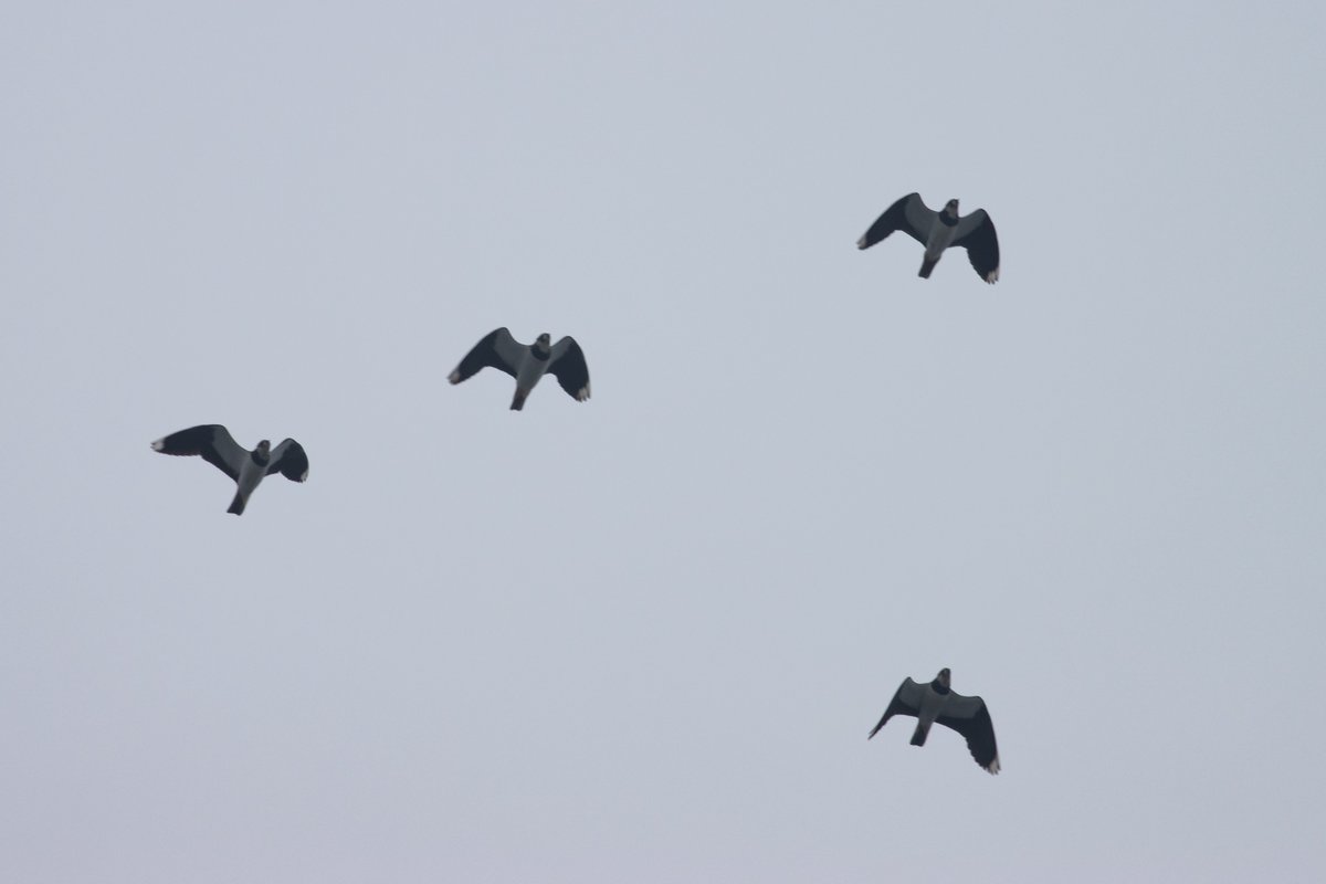 TonyBlake9's tweet photo. Even though the thaw is imminent, Lapwings were moving through west at Hilfield Res – no doubt a cold weather movement. Here are a few of the 30 I saw in total during the morning. Also a Goldeneye tucked away. #hertsbirds #londonbirds https://t.co/SovadFu8W1