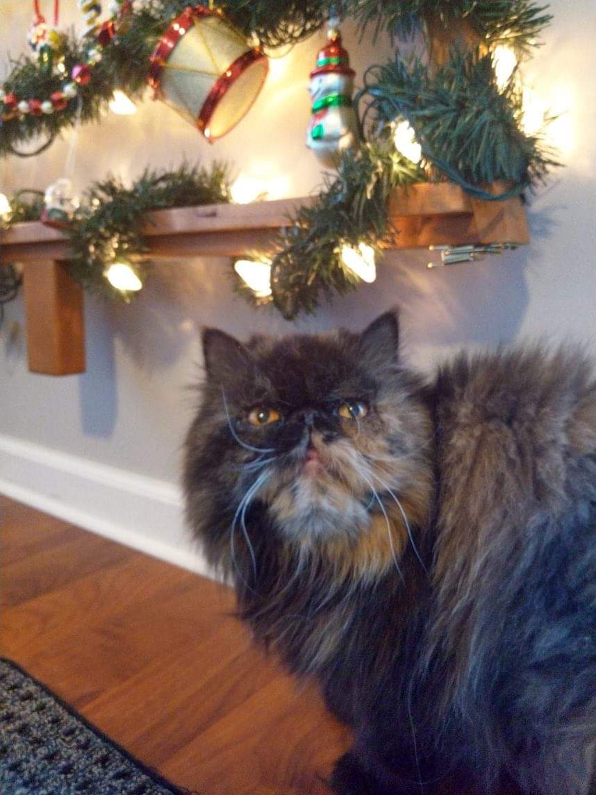 DocNicWat's tweet photo. My husband and I helped our cat cross the rainbow bridge yesterday. It is the first time I've experienced the loss of my animals. The grief is strong, productivity near 0. #RIPLuna https://t.co/UJbedPq39o