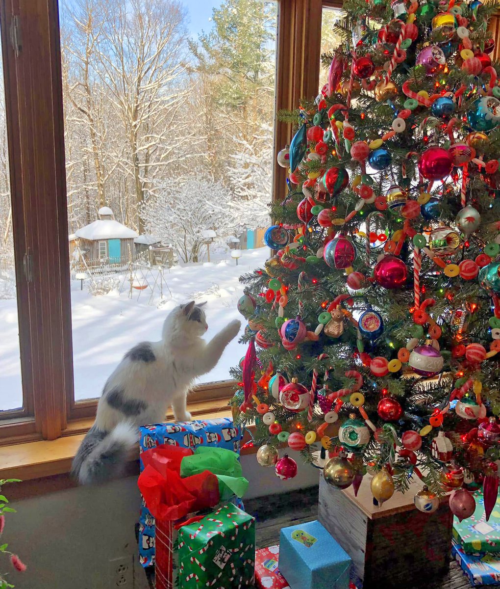 LorenzoTheCat's tweet photo. Merry Christmas from my friend Leo the Quebec kitten whose tail is getting quite large. https://t.co/iV2P5BmICd