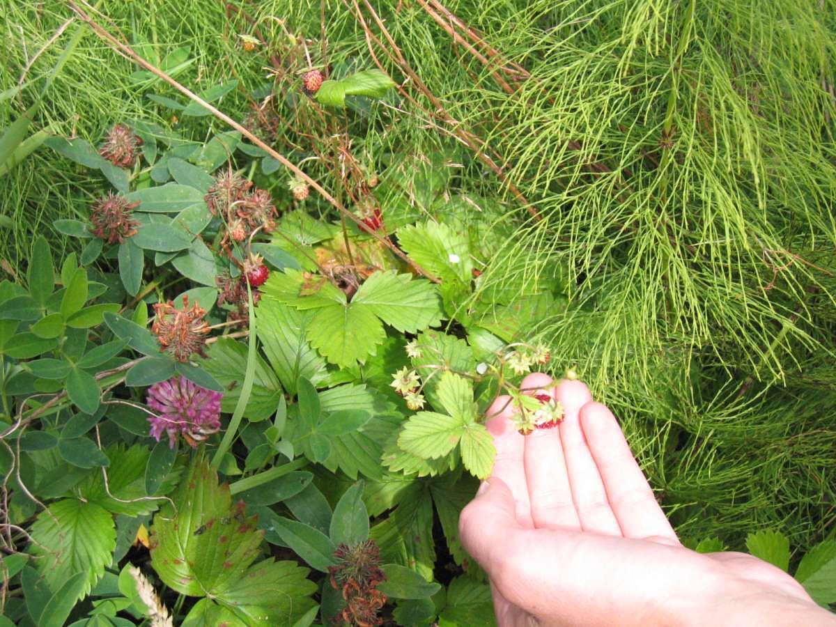 Naturschutz's tweet photo. Wald-Erdbeeren 🍓 #Natur #Naturschutz https://t.co/W2EaoOjGfL