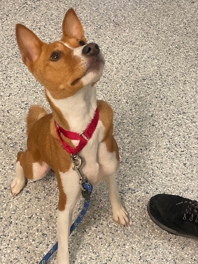 ScituateAnimalSheltr tweet media