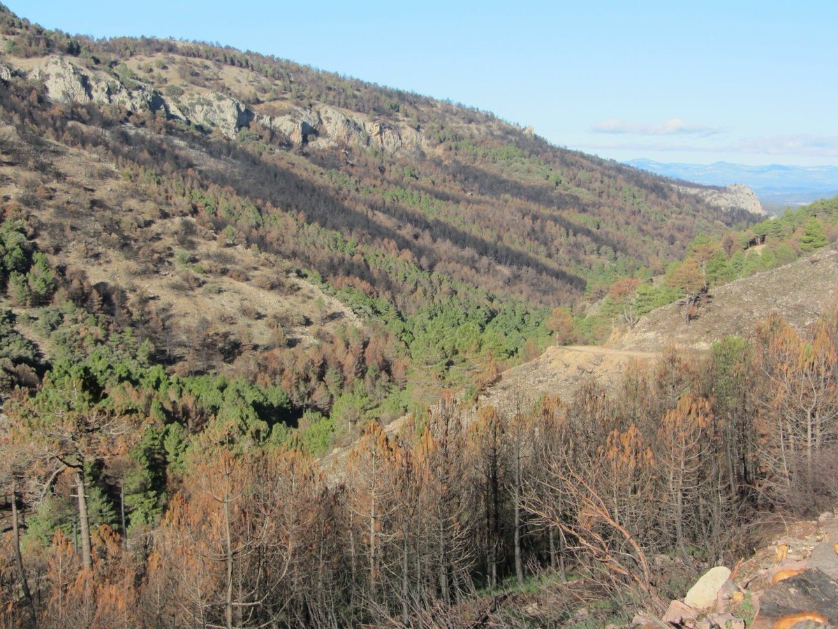 When fires generate heterogeneity ...! 

You can see how the landscape modelled the fire, and how the fire modelled the landscape ... 
Feedbacks are the rule (sciencedirect.com/science/articl…)

Peñascabia, Bejis fire 2022, E Spain #IFBejis