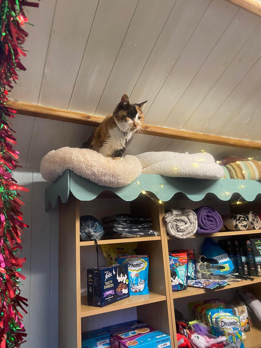 Amazing afternoon at the <a href="/ShropsCatRescue/">Shropshire Cat Rescue</a> winter wonderland molly was the star of the show ❤️
