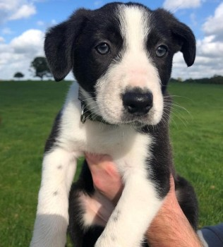 millypod1's tweet photo. 🆘15 DEC 2022 #Lost BLUE /GEORGE #ScanMe 
Border Collie #PUPPY Male 
FARM #DudlestonHeath #Ellesmere #Shropshire #SY12 LOCAL HELP NEEDED.
https://t.co/2M8zazrpRh https://t.co/zuPhMnC9X1