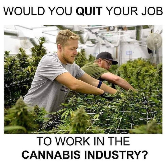 Would you? #cannabis #weed #high