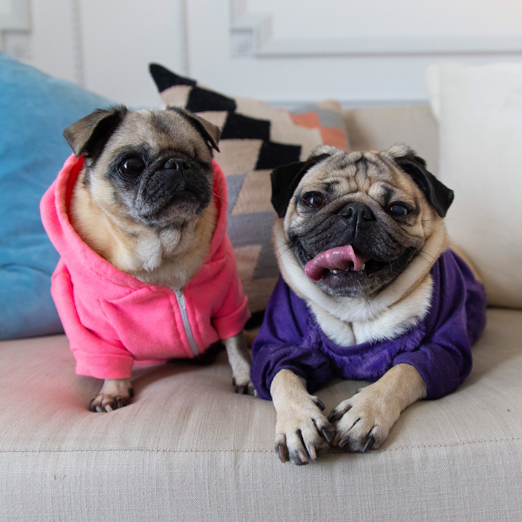 Doug The Pug on X RIP Maya. You were the littlest cutest pug with the happiest spirit. Thank you for all of the smiles you are an inspiration Please send your