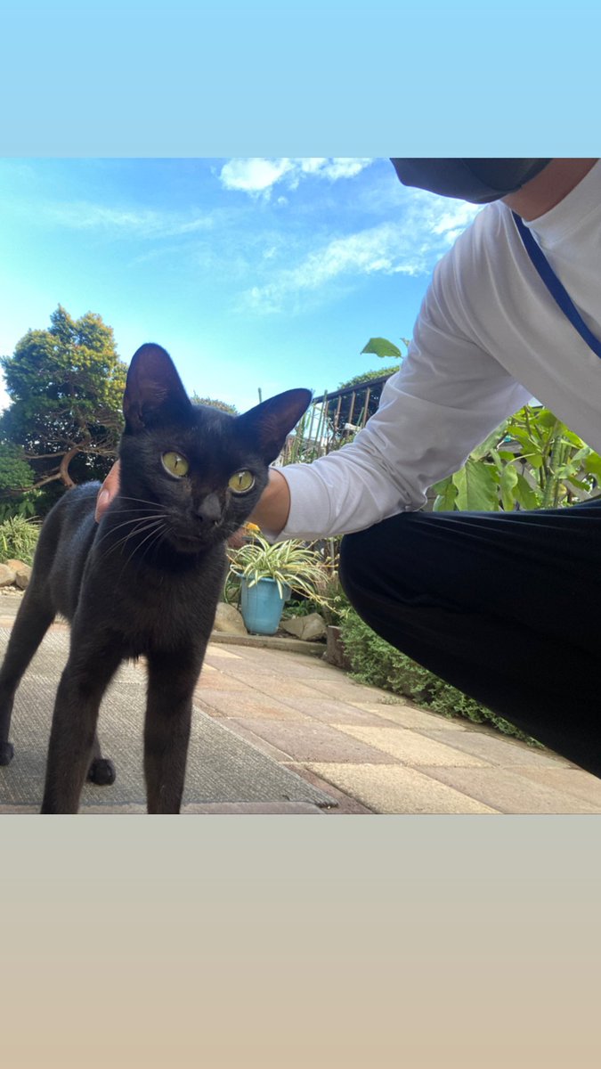 Rimu0407's tweet photo. 猫って神様っすよね https://t.co/scJL6eyLJG