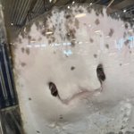 ツイートに含まれる画像