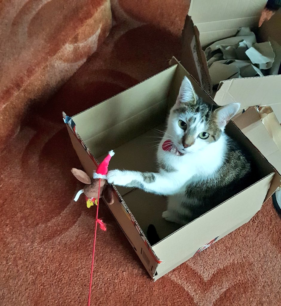 Jendeavour's tweet photo. #ChristmasCat 🐈🎄❤ https://t.co/69PfDlBHWV