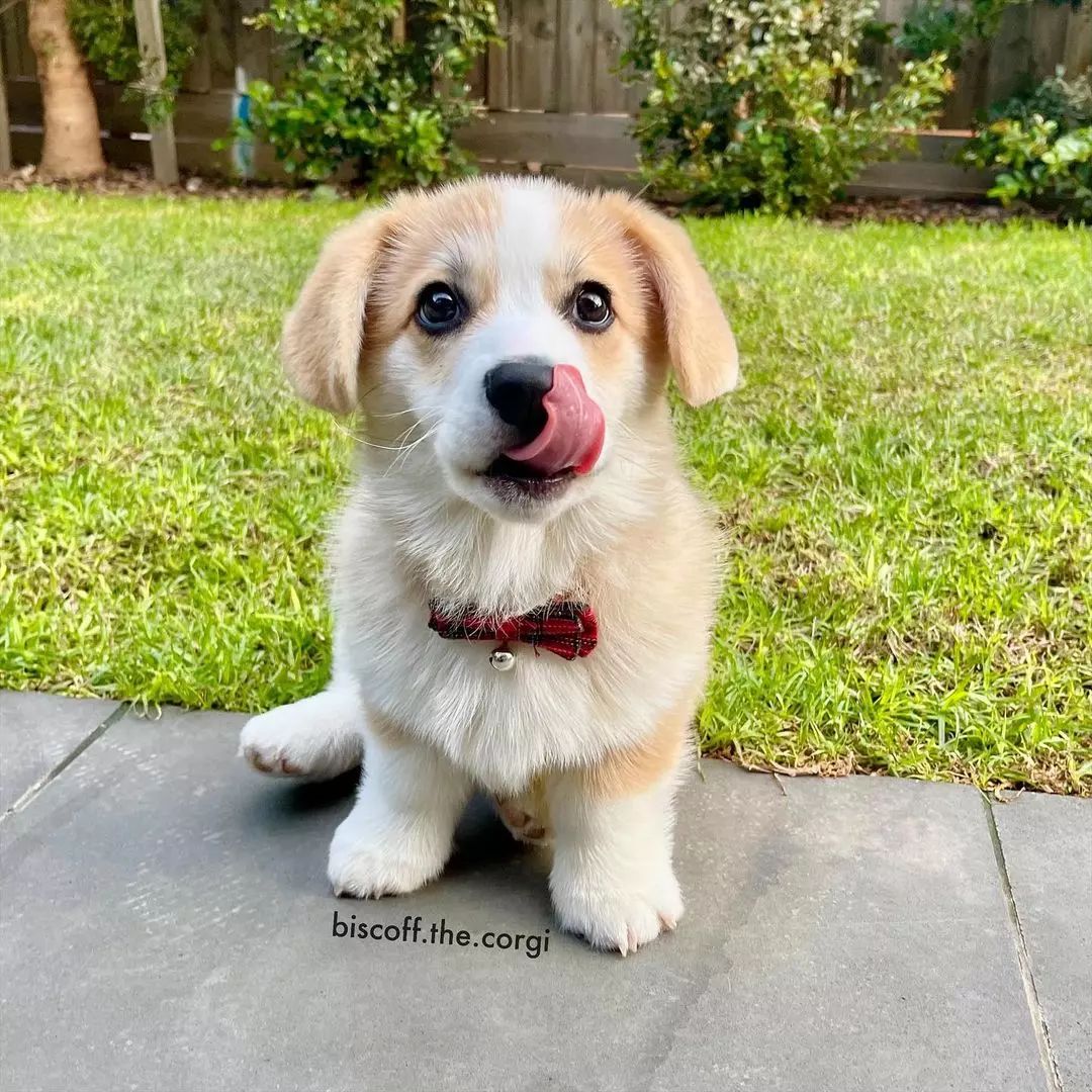 Corgi Club USA (@corgi_club_usa) / Posts / X