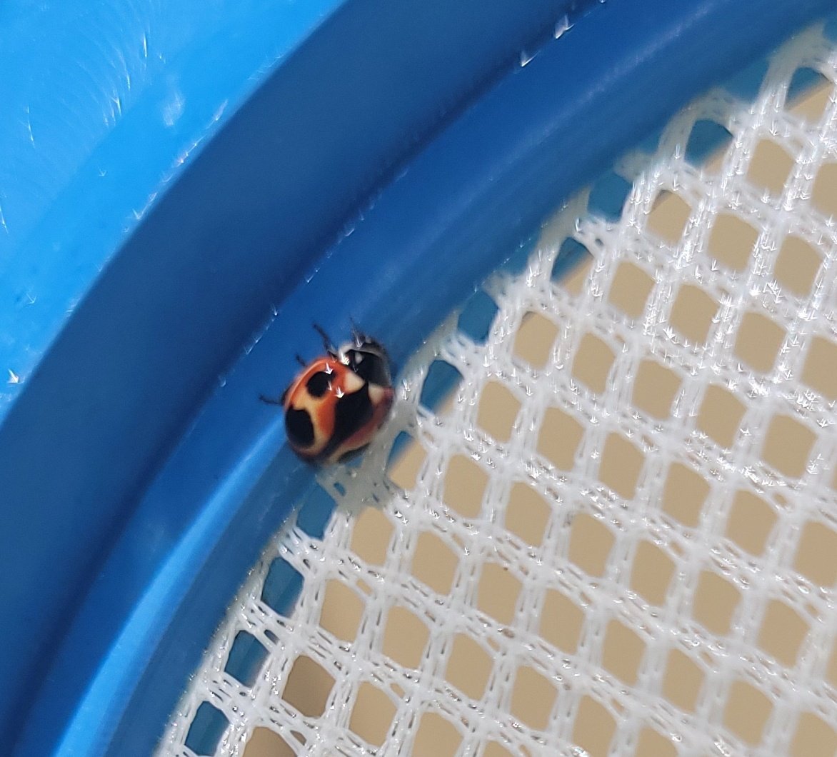 BeluMdza's tweet photo. Todos los partidos que ganó Argentina rescaté una vaquita de San Antonio de la pileta. Esta es la de hoy....tiene dibujos de pelota de futbol o ya empecé a delirar????🐞
#cabala
#ArgentinaVsFrance
#Bilardista https://t.co/QzksFHg29m