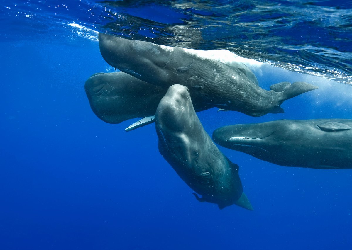 Whale and Dolphin Conservation (WDC) tweet media