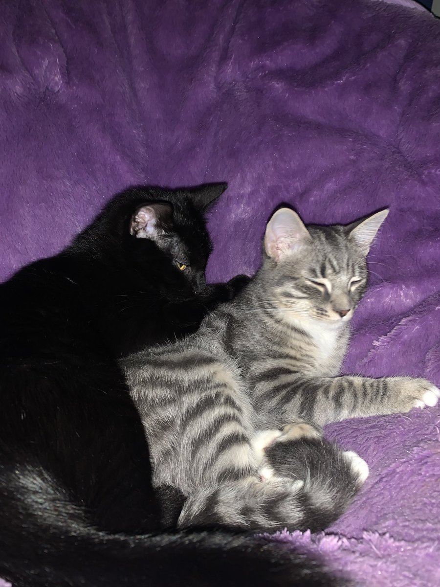 this cat tweet media