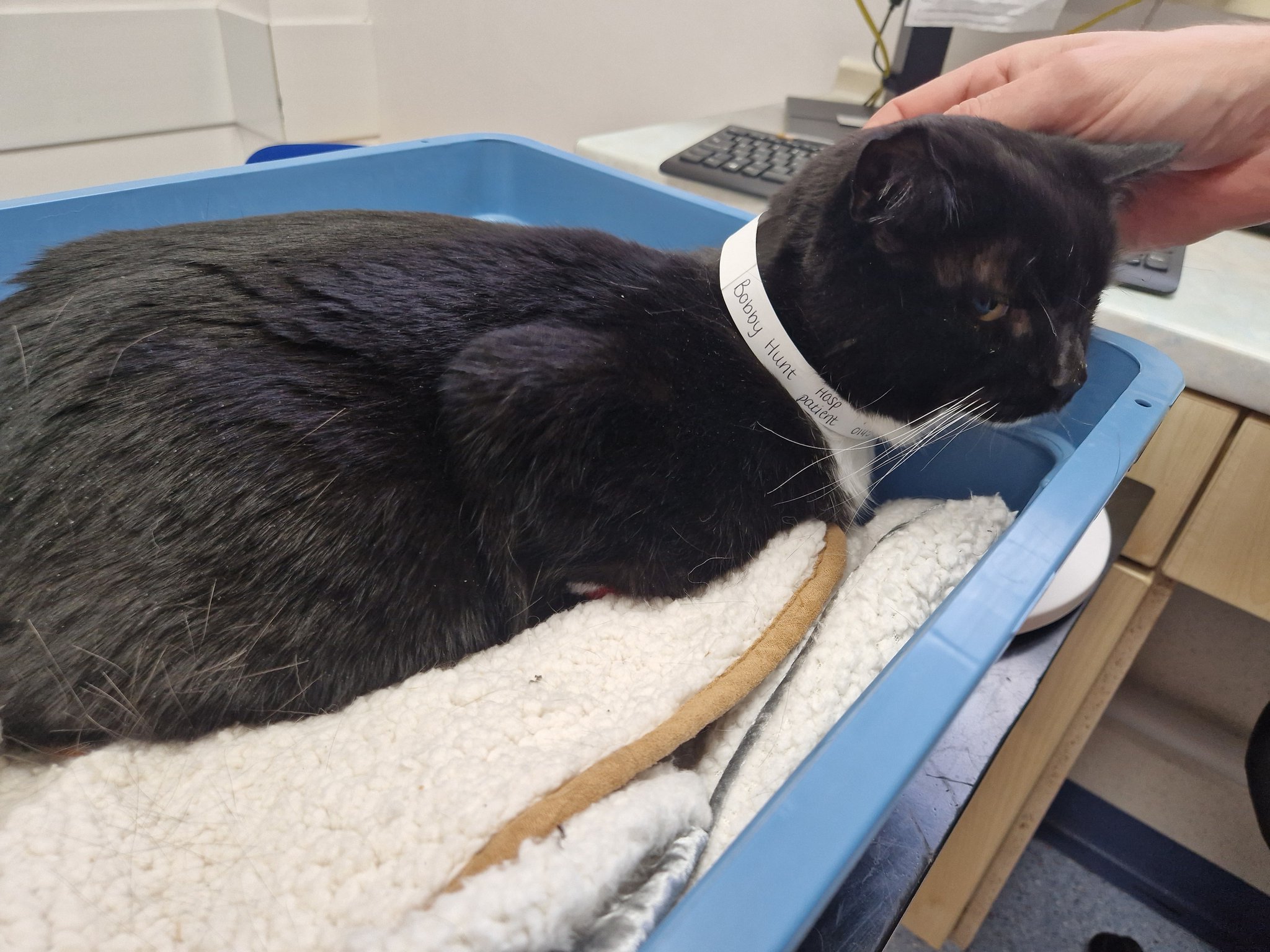 RACHAEL on Twitter "Someone hit my precious cat with their car and