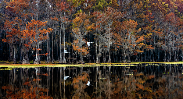 JusDaFaxMaam's tweet photo. New artwork for sale! - "Fall in the Bayou" - https://t.co/0APP9TfrPk @fineartamerica https://t.co/yjJQ0Wi2Qk