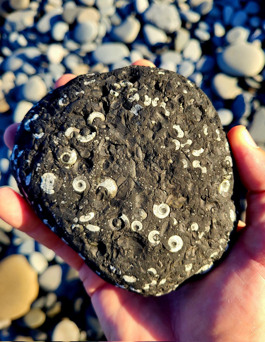 cormac_mcginley's tweet photo. A 320 million year old piece of shale from the Cliffs of Moher, loaded with Goniatite fossils. County Clare,  Ireland. https://t.co/Yp7mHG68Bx