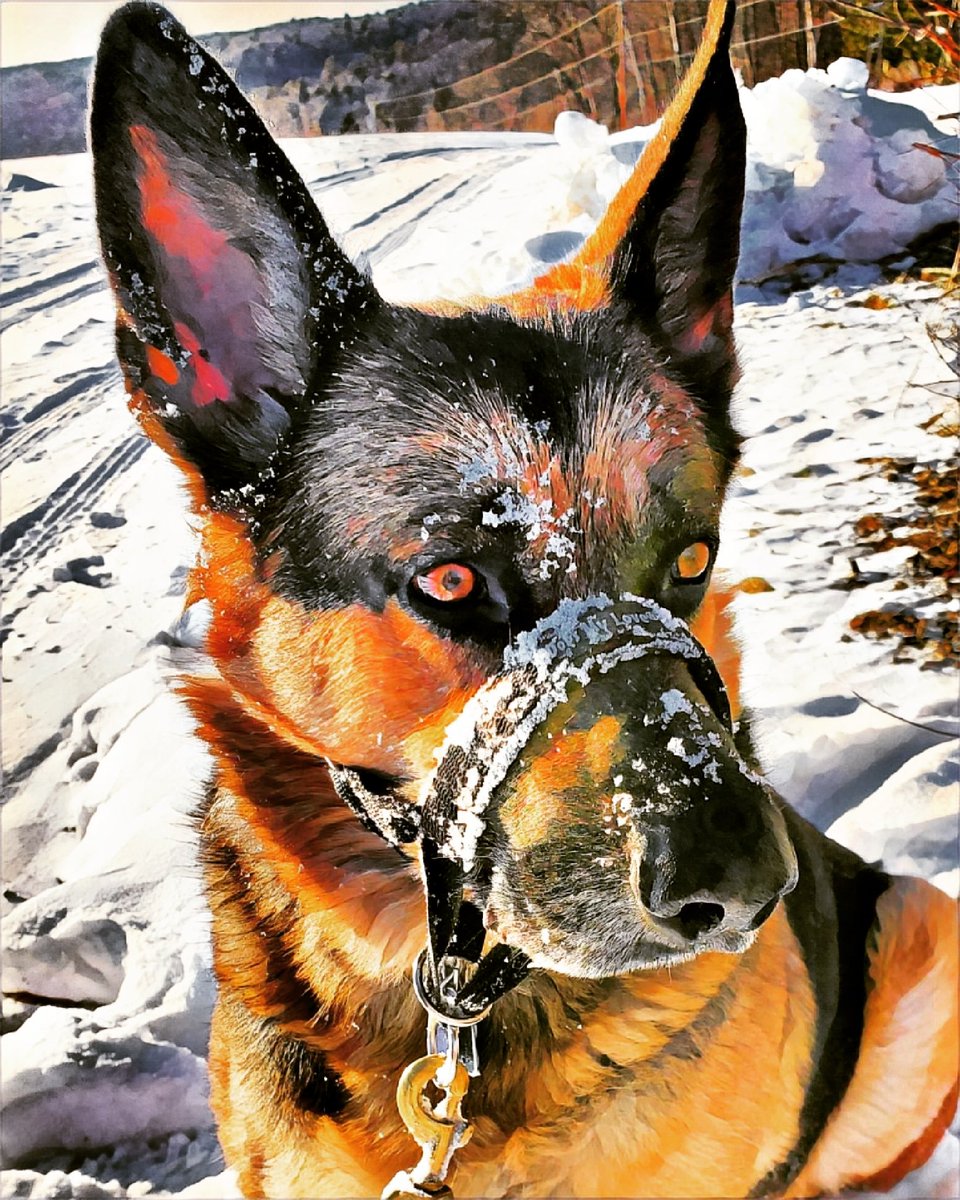 K_Dubb_________'s tweet photo. Shepherd Sunday.
What is your GSD doing today?
#Shepherdsunday
#gsd
#GermanShepherd https://t.co/5S1gGZyjiO