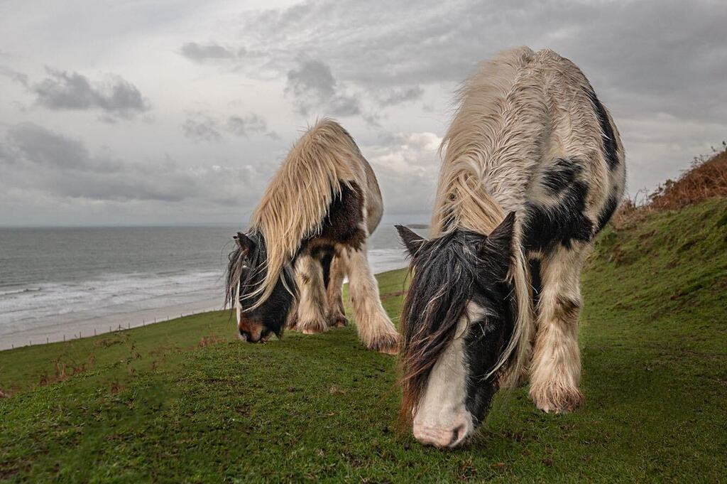 Gower ponies
.
.
#wildhorses #welshpony #windswept 
#equinephotography #horsesofinstagram #horsephotographer #horsephotograpy #horsephotography #nikon #nikonphotography #nikonz6ii #gower #gowerpeninsula #gowerponies #visitwales #rhossili #llangennith #be… instagr.am/p/CmT6ygAN7rW/