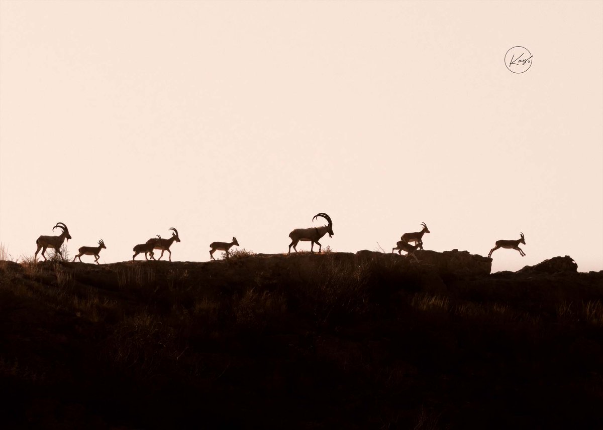kishore4k's tweet photo. Sindh Ibex
18-Dec-22
#Sindh #wildlifephotography #art #wildlife @OrnithoPakistan https://t.co/uZCm4U0p7L