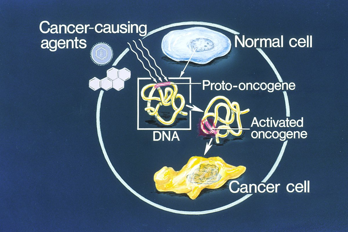 Lasker Foundation (@laskerfdn) on Twitter photo Happy birthday to Harold E. Varmus! He won a #LaskerAward for discovering that oncogenes are present in normal cells. #cancer <a href="/UCSF/">UC San Francisco</a> ow.ly/htXR30mlgIY Happy birthday to Harold E. Varmus! He won a #LaskerAward for discovering that oncogenes are present in normal cells. #cancer <a href="/UCSF/">UC San Francisco</a> ow.ly/htXR30mlgIY